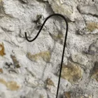 Crochet de berger noir