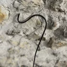 Crochet de berger noir