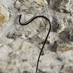 Crochet de berger noir